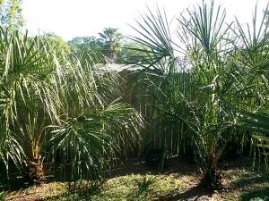 post-3028-0-77246400-1426517447_thumb.jp