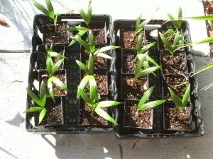 post-3028-011547200 1312796621_thumb.jpg