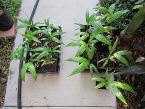 post-3028-050457200 1321881396_thumb.jpg