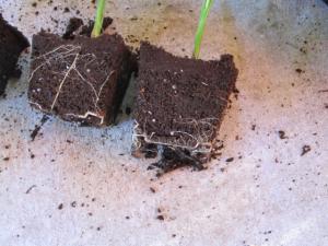 post-3028-054825900 1321352128_thumb.jpg