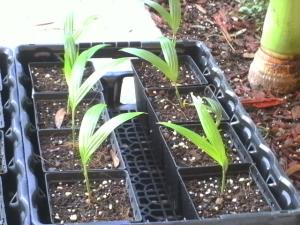 post-3028-060654500 1310902680_thumb.jpg