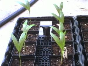 post-3028-077318700 1310902655_thumb.jpg