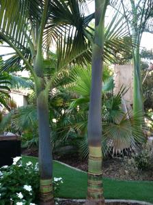 post-3040-0-41060500-1348243727_thumb.jp