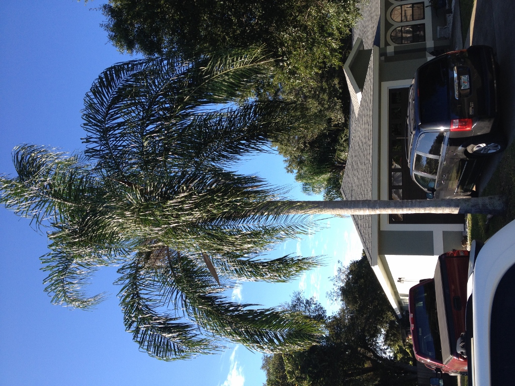 Palms of My Trip to The Bahamas!