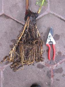 post-31-082623200 1314038177_thumb.jpg