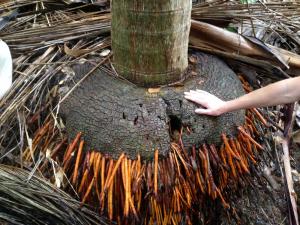 post-3101-0-25738300-1440168682_thumb.jp