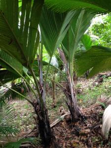 post-3101-0-26542500-1440167899_thumb.jp