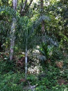 post-3101-0-39096900-1439743405_thumb.jp