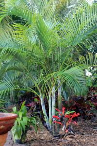 post-3101-0-75752500-1361325361_thumb.jp