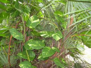 post-3109-0-25424000-1381206336_thumb.jp