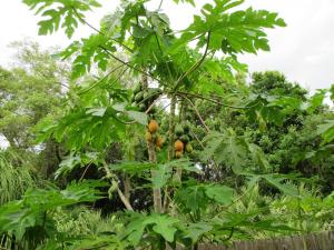 post-3109-0-41719700-1429391198_thumb.jp