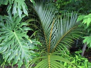 post-3109-0-48543500-1437217025_thumb.jp