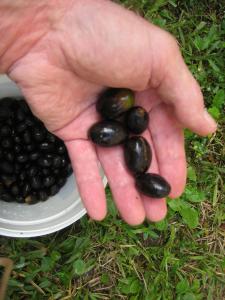 post-3109-0-55017500-1381206676_thumb.jp