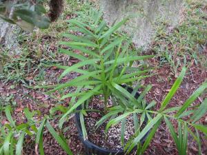 post-3109-056315700 1330445360_thumb.jpg