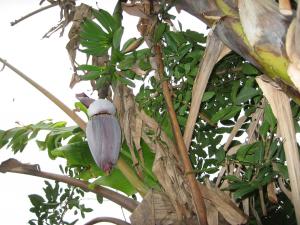 post-3109-063111100 1331488316_thumb.jpg