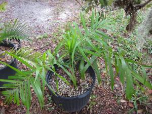 post-3109-088484700 1330445310_thumb.jpg