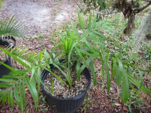 post-3109-092279700 1330445337_thumb.jpg