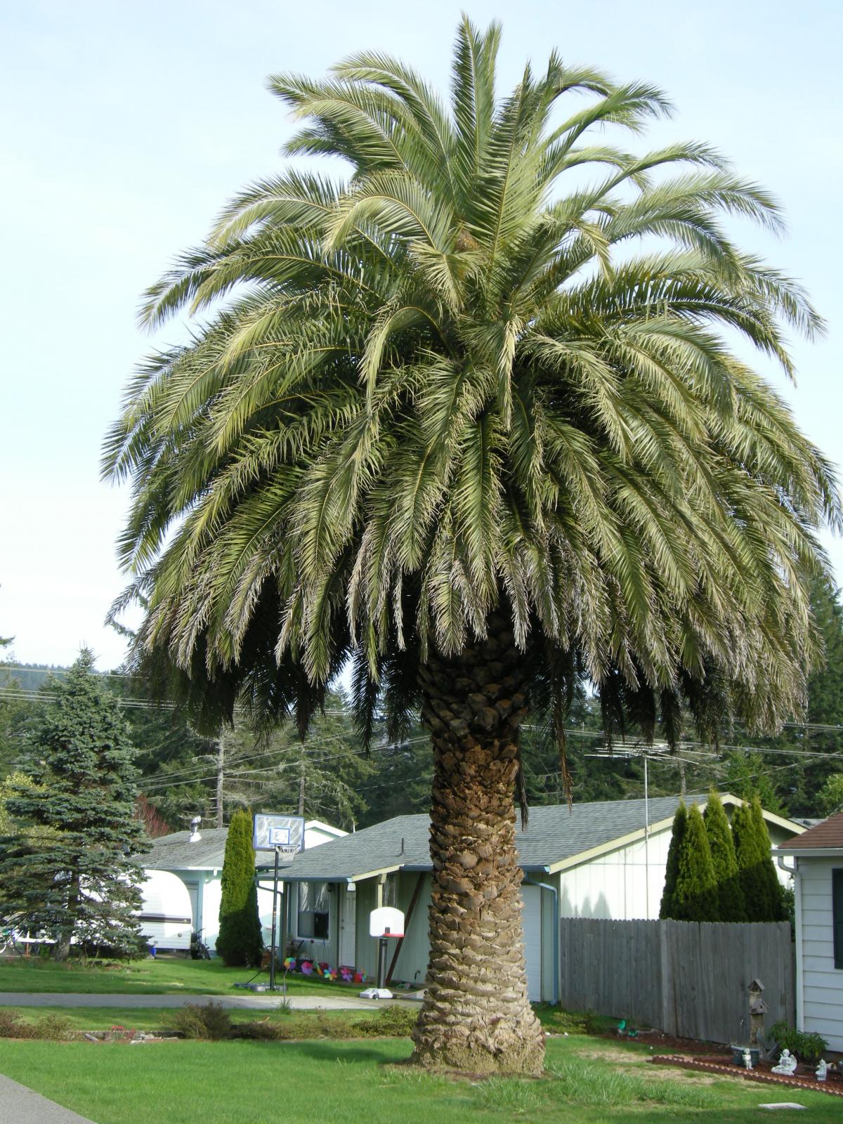 End of season update from Cheshire, England. Page 2 DISCUSSING PALM