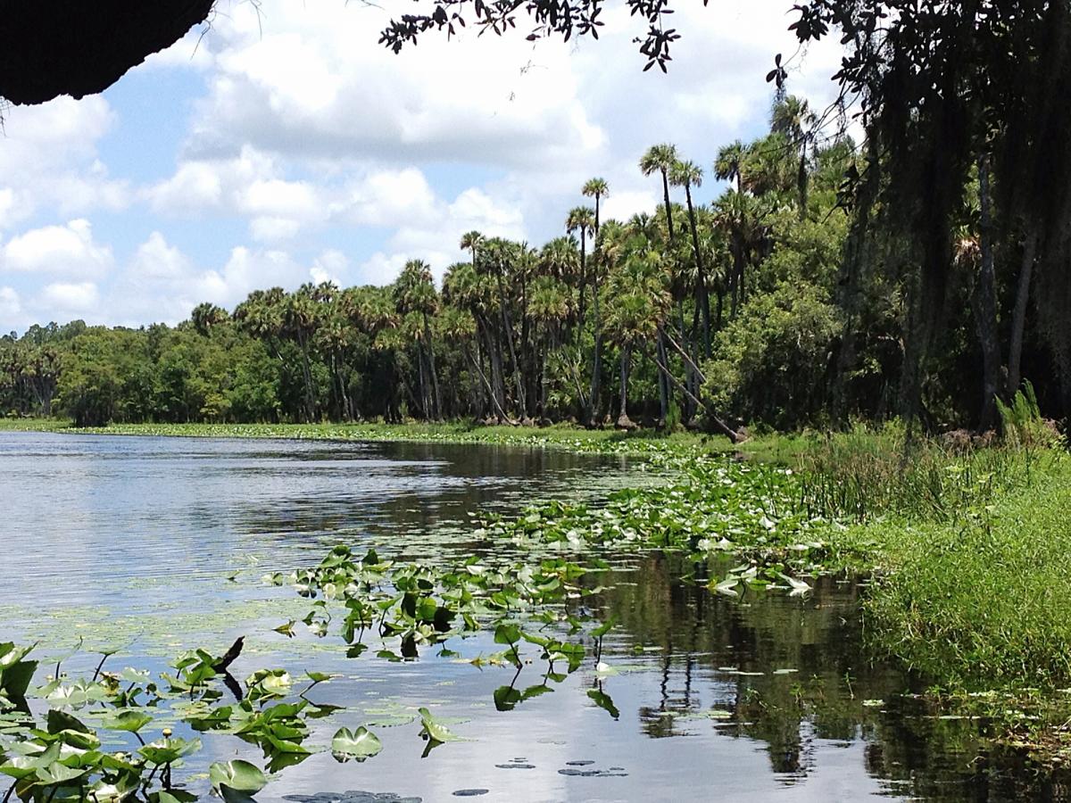 "Common" Palms in habitat