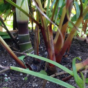 post-3374-0-37060400-1404775402_thumb.jp