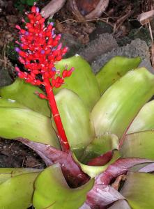 post-3412-0-14480700-1389171080_thumb.jp