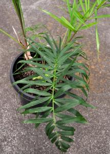 post-3412-0-22101500-1388129030_thumb.jp