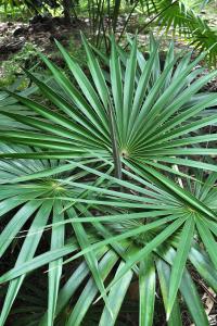 post-3412-0-50007400-1383688136_thumb.jp