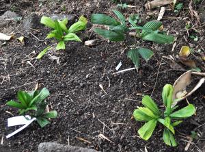 post-3412-0-72232600-1394622146_thumb.jp