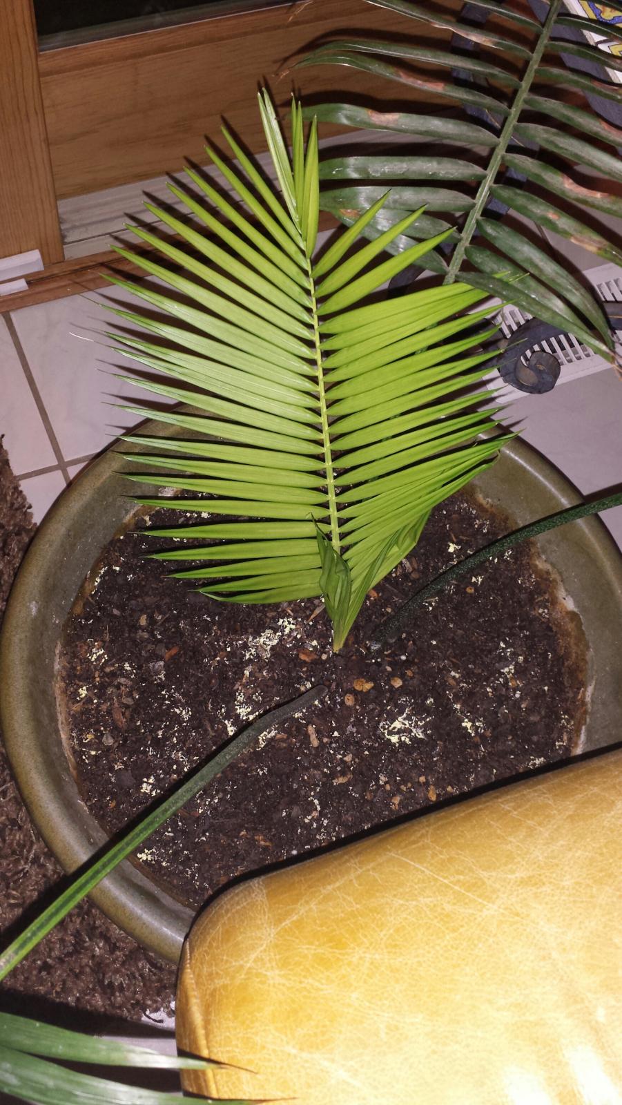 Help with tropical palms that tolerate a good dose of chill (3245F
