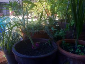 post-3415-099290000 1314582049_thumb.jpg