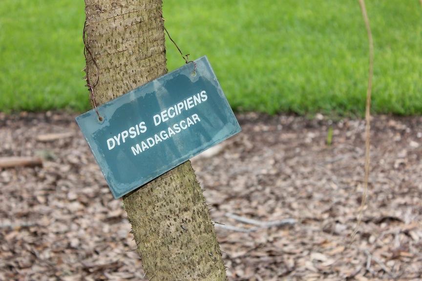Madagascar’s Palms Near Extinction DISCUSSING PALM TREES WORLDWIDE