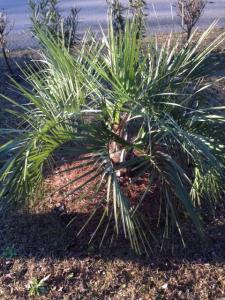 post-3527-0-07560600-1393311251_thumb.jp