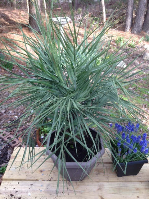 Twisted Butia Odorata