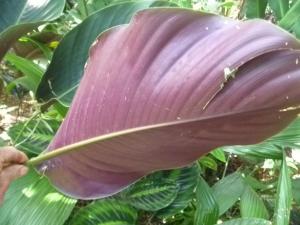 post-354-014709300 1315827616_thumb.jpg