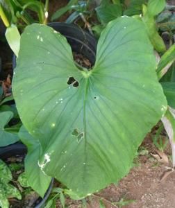 post-354-017076600 1313755018_thumb.jpg