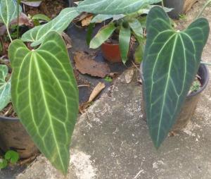 post-354-024404500 1316048720_thumb.jpg