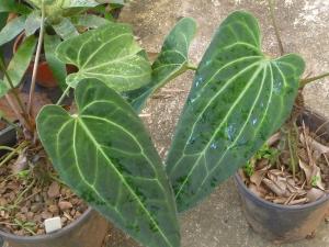 post-354-070814900 1316048948_thumb.jpg