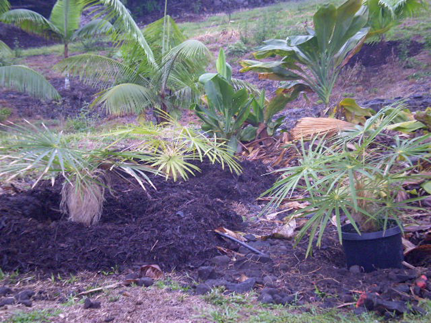Boys to Old Men