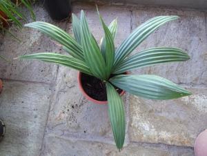 post-3635-0-77805800-1372546468_thumb.jp