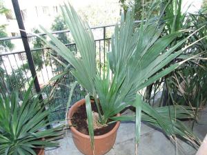 post-3635-0-91051700-1372580792_thumb.jp