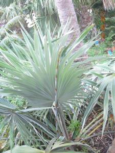 post-37-098580500 1317741204_thumb.jpg