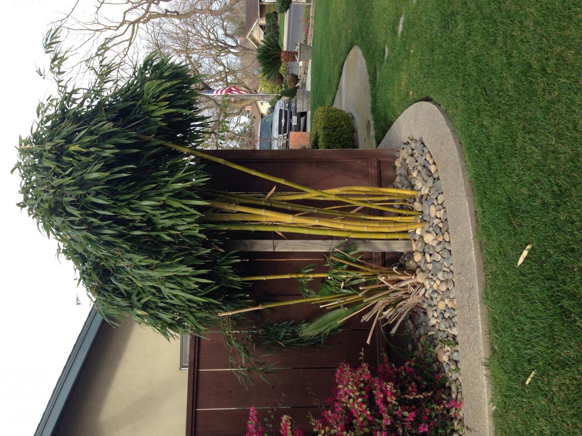 Bamboo ID - TROPICAL LOOKING PLANTS - Other Than Palms - PalmTalk