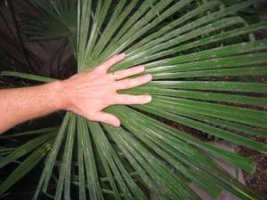 post-376-1191026557_thumb.jpg