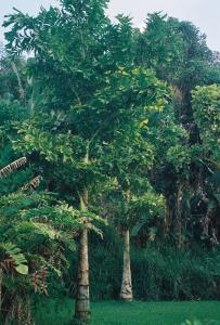 post-3769-001781700 1324530766_thumb.jpg