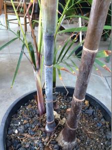 post-3931-0-08394100-1395195963_thumb.jp