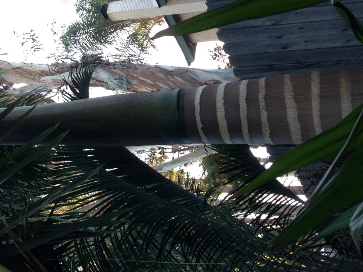 Roystonea Oleracea problem in Fountain Valley