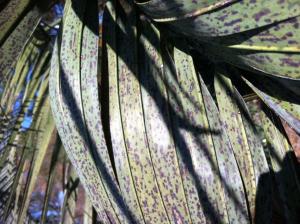 post-4076-0-25311400-1354409891_thumb.jp