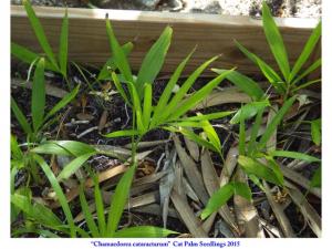 post-4087-0-33072000-1434548865_thumb.jp