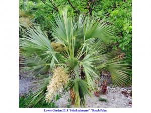 post-4087-0-94346400-1434548854_thumb.jp