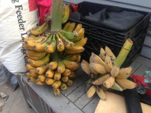 post-4088-0-02507500-1365534263_thumb.jp